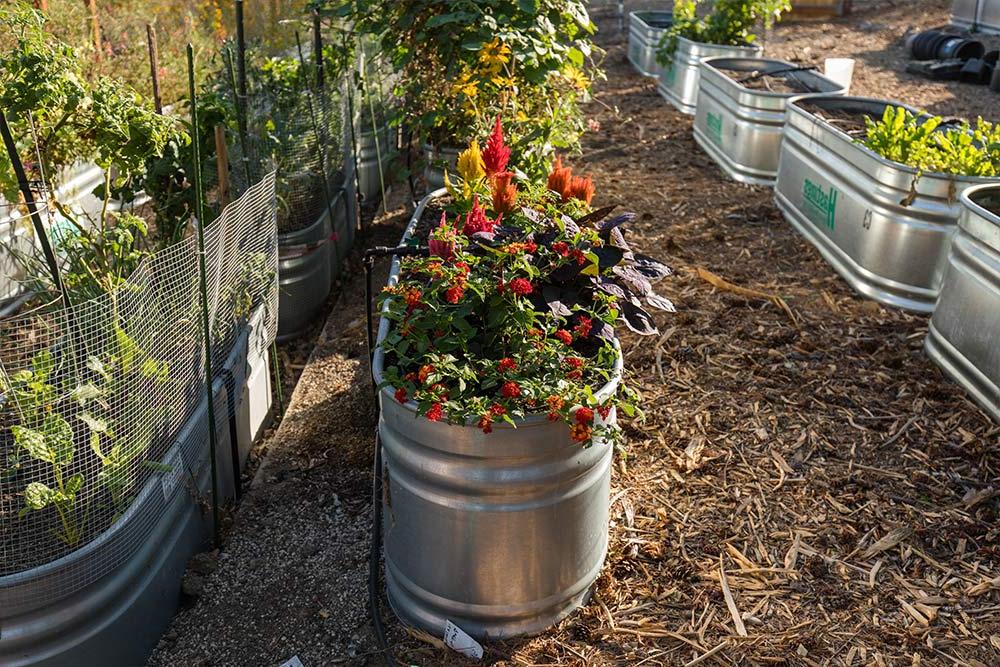 Water troughs are repurposed as container gardens in the 遗产花园.